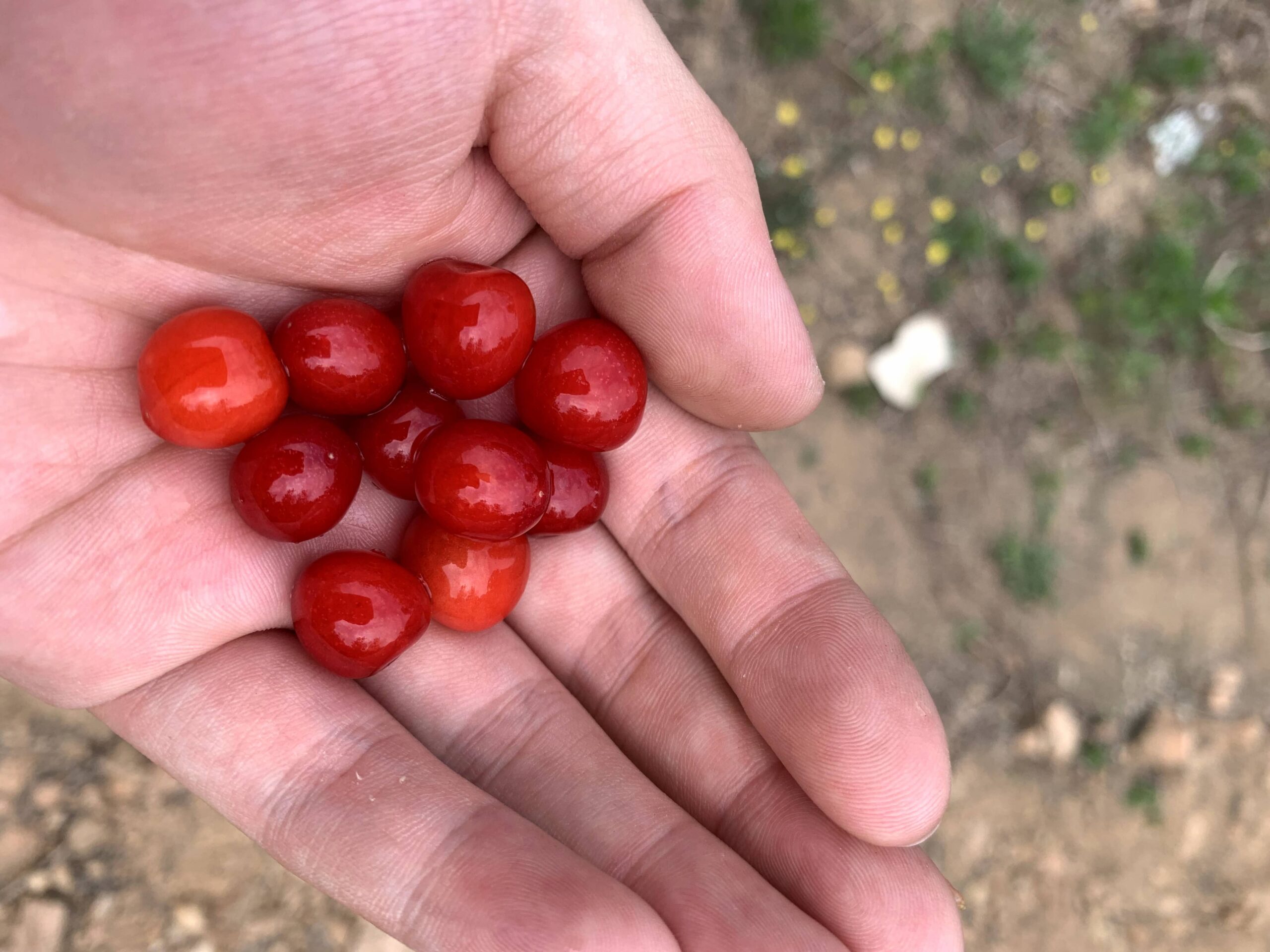 图片[5]-又是一年樱桃季-eMarch