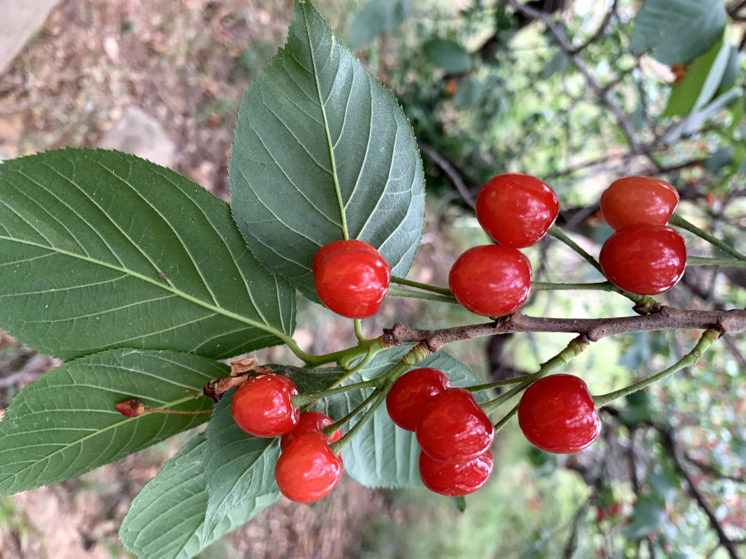图片[3]-又是一年樱桃季-eMarch
