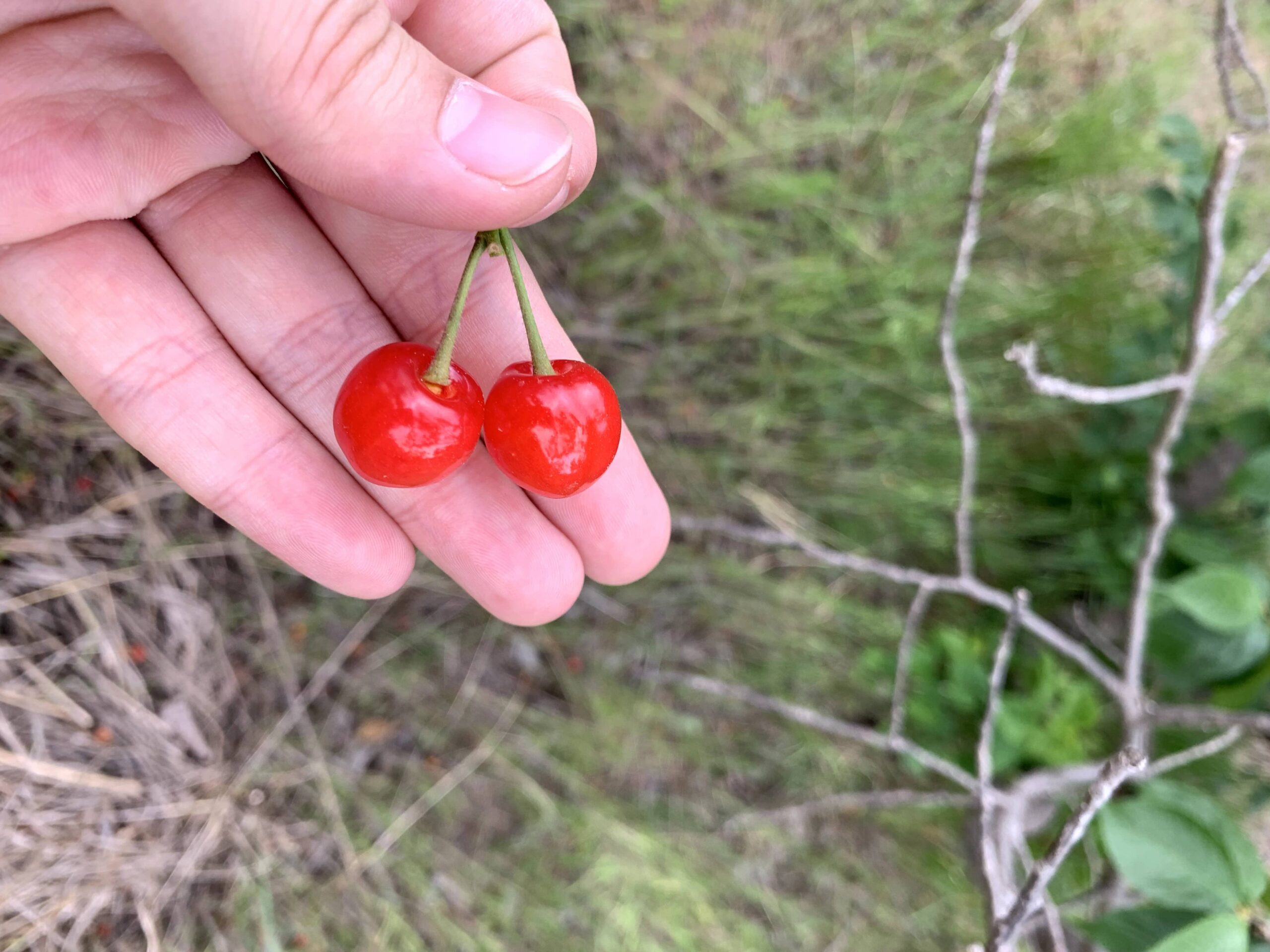 图片[2]-又是一年樱桃季-eMarch