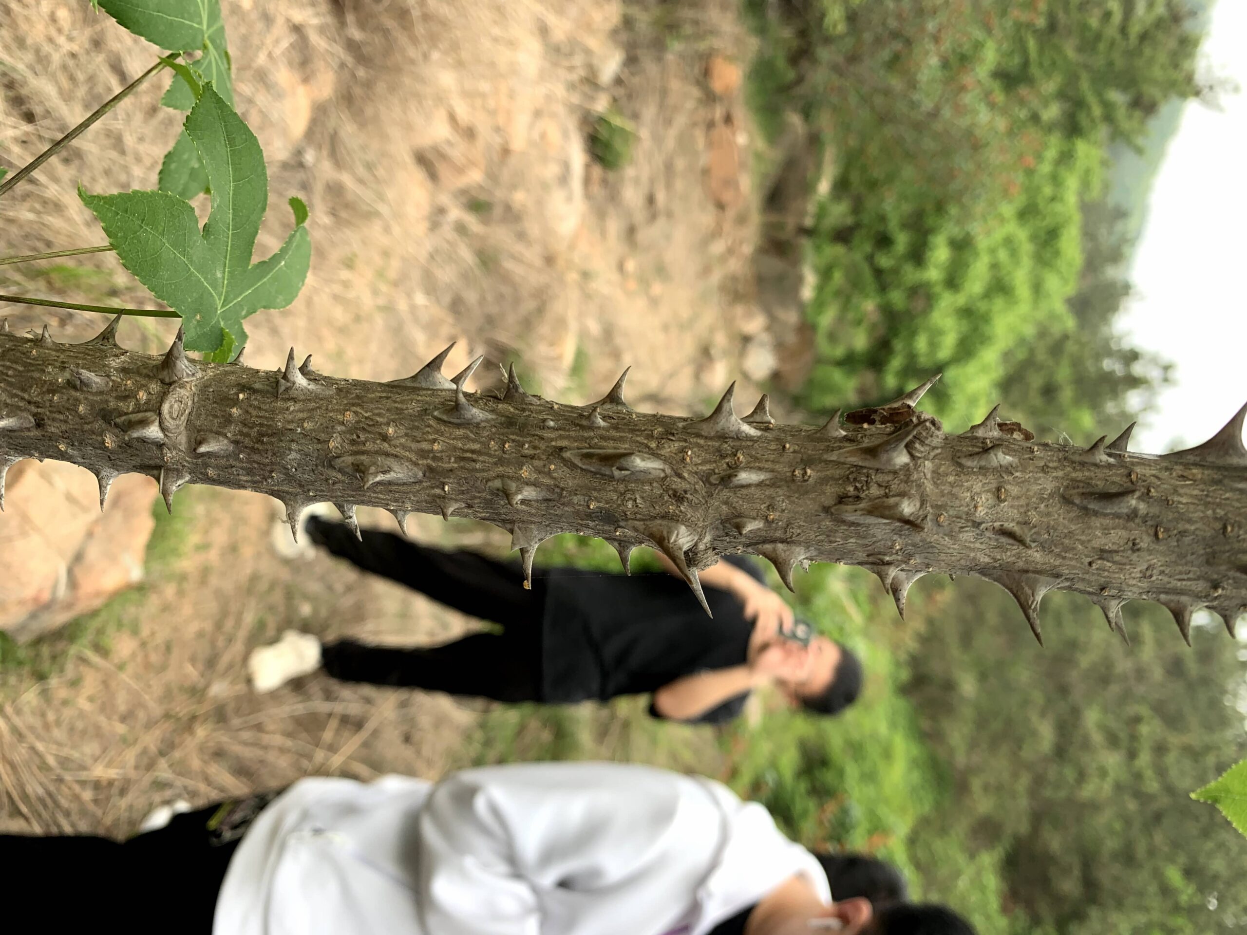 图片[4]-又是一年樱桃季-eMarch